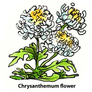 chrysanthemum Pyrethrins
